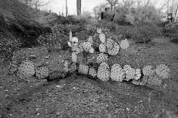 DSC_0613bw