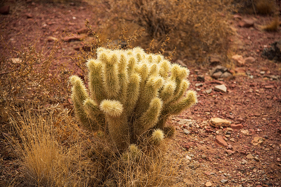 DSC_2200