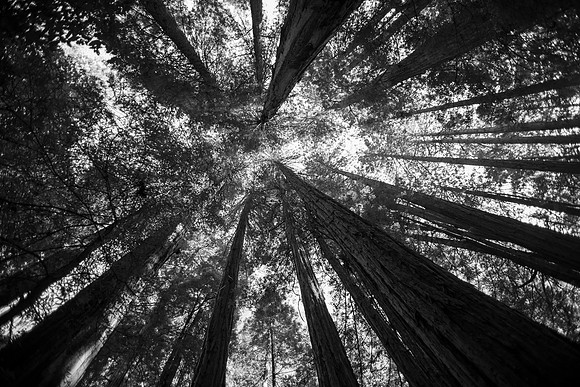 DSC_7840bw